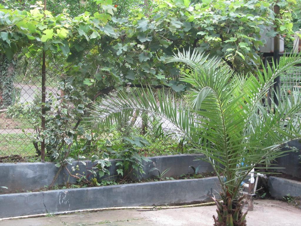 Suliko Guest House Batumi Bagian luar foto